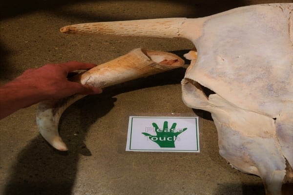 Hefner Museum of Natural History