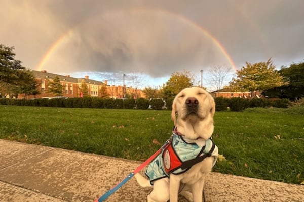 Paws for a Cause Miami – Training Future Service Dogs